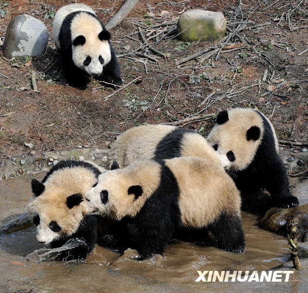 Экспо-панды на пути в Шанхай