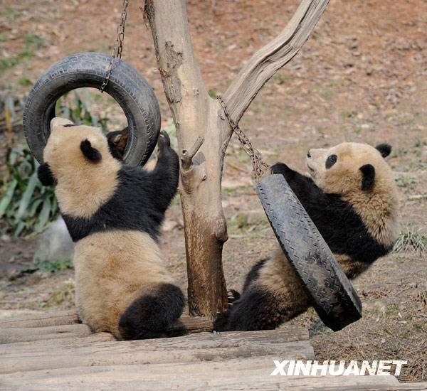 Экспо-панды на пути в Шанхай