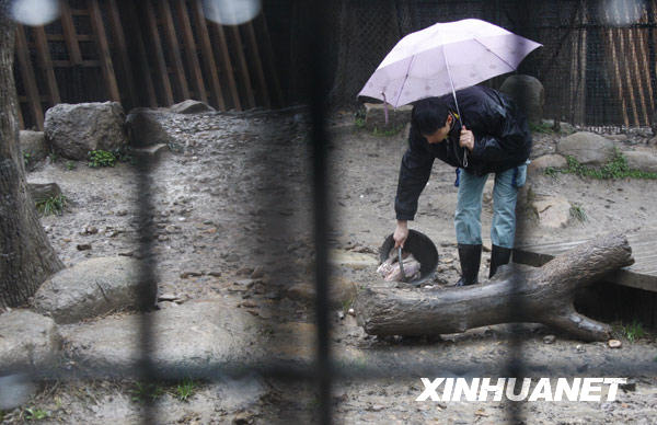 Тигр загрыз смотрителя в шанхайском зоопарке