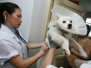 Владельцев собак заставили сделать вакцинацию своим питомцам China Photos/Getty Images